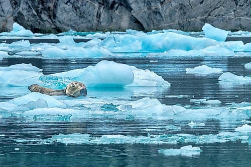 Harbor Seal-LeConte Bay-Alaska-USA Photography Print